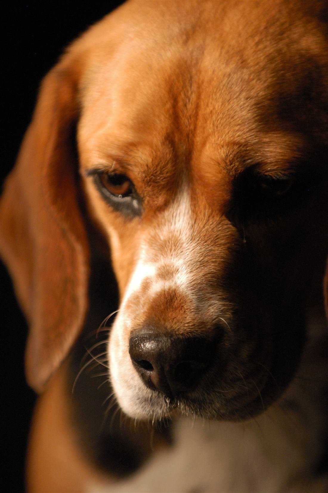 Retrato cercano de un perro