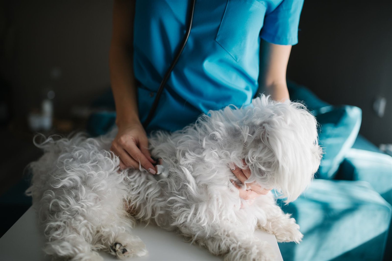 Veterinaria examinando a un perro con estetoscopio