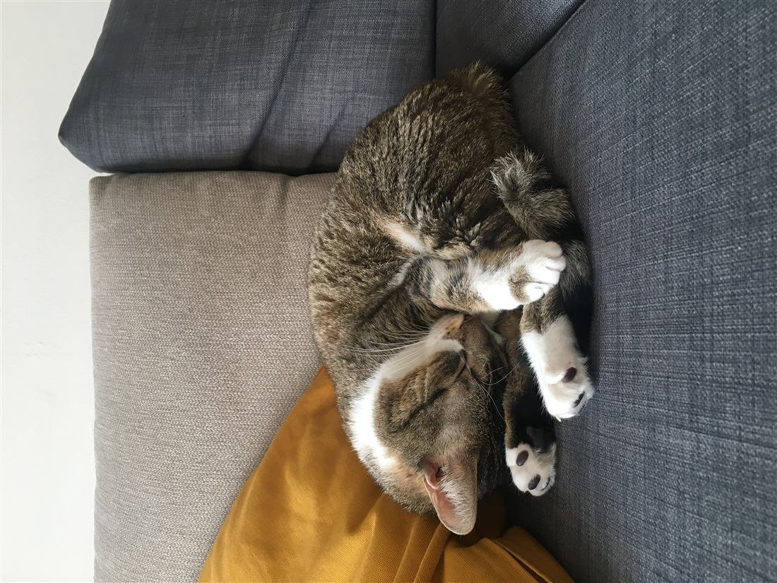 Gato descansando cómodamente