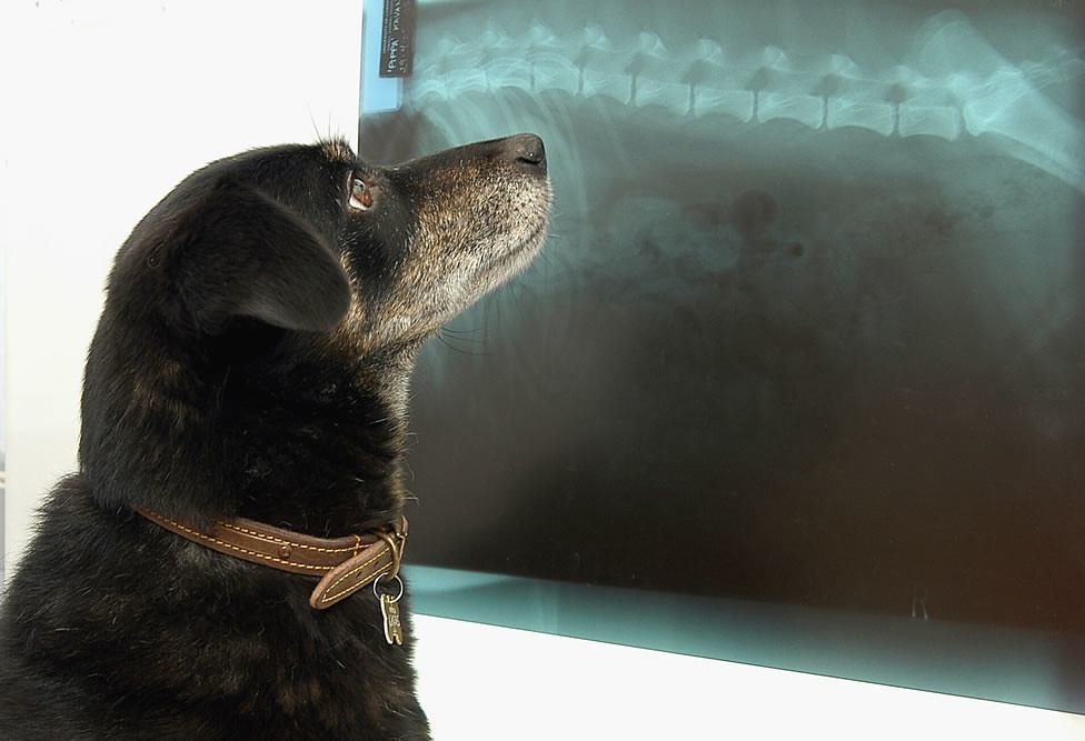 Perro observando una radiografía