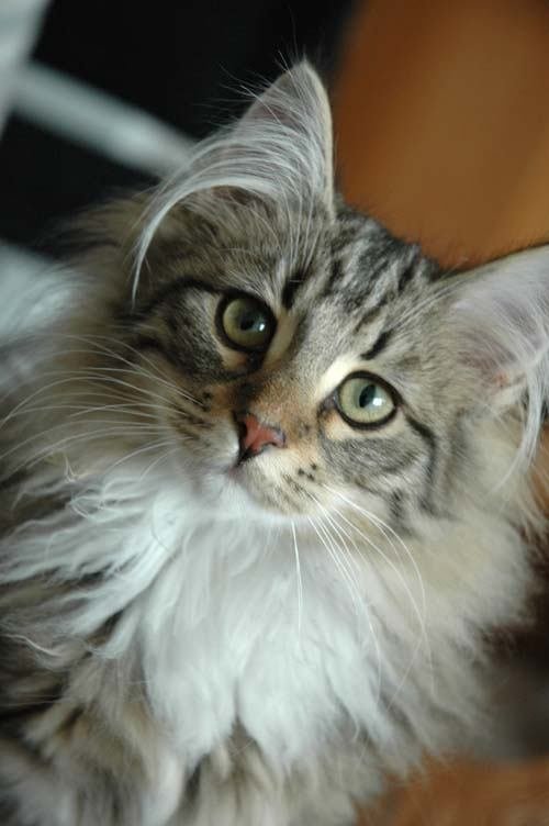 Retrato de un gato