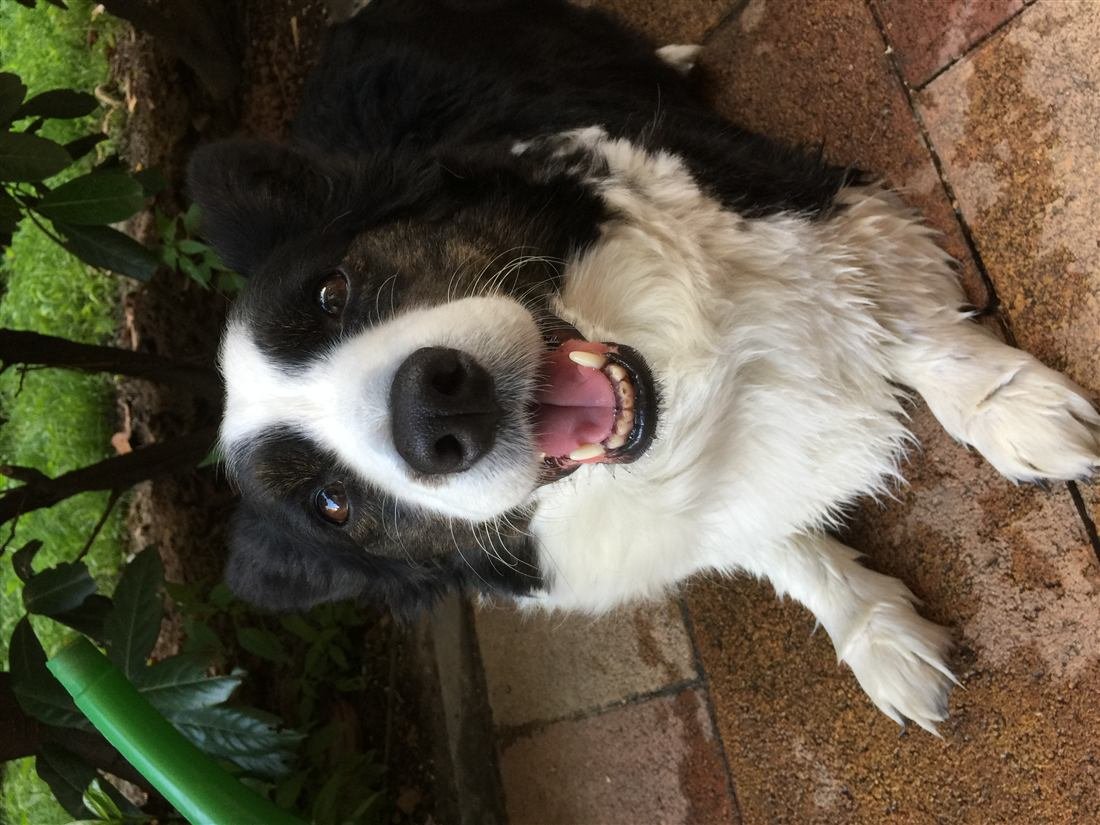 Perro feliz mostrando una dentadura sana