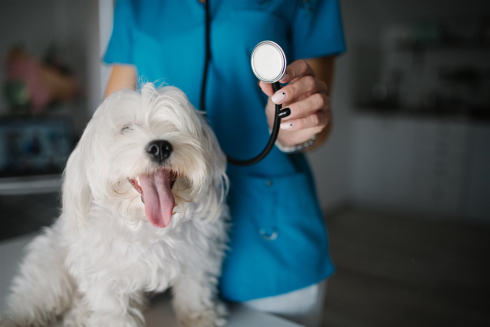 Veterinaria auscultando a un perro con estetoscopio